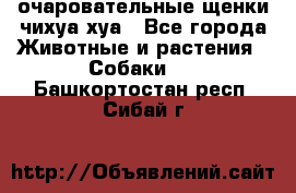 очаровательные щенки чихуа-хуа - Все города Животные и растения » Собаки   . Башкортостан респ.,Сибай г.